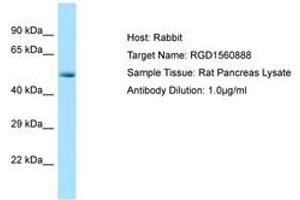 Image no. 1 for anti-Cyclin-Dependent Kinase 8 (CDK8) (N-Term) antibody (ABIN6749807) (CDK8 抗体  (N-Term))