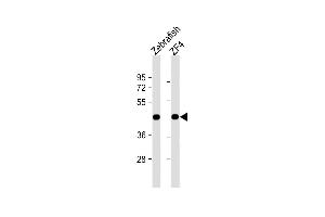 All lanes : Anti-DANRE actba Antibody (Center) at 1:1000 dilution Lane 1: Zebrafish lysate Lane 2: ZF4 whole cell lysate Lysates/proteins at 20 μg per lane. (Actba (AA 188-215) 抗体)