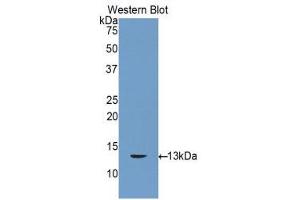Western Blotting (WB) image for anti-Gap Junction Protein, beta 3, 31kDa (GJB3) (AA 7-102) antibody (ABIN1858572)