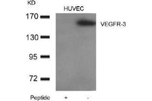 Western blot analysis of extracts from HUVEC cells using VEGFR-3and the same antibody preincubated with blocking peptide. (FLT4 抗体  (AA 1279-1283))