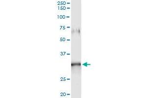 Immunoprecipitation of GIMAP5 transfected lysate using anti-GIMAP5 monoclonal antibody and Protein A Magnetic Bead , and immunoblotted with GIMAP5 MaxPab rabbit polyclonal antibody. (GIMAP5 抗体  (AA 1-307))