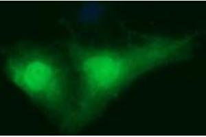 Image no. 1 for anti-Indoleamine 2,3-Dioxygenase 1 (IDO1) antibody (ABIN1498791) (IDO1 抗体)