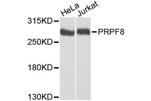 Western blot analysis of extracts of various cell lines, using PRPF8 antibody (ABIN5973594) at 1/1000 dilution.
