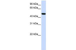WB Suggested Anti-FOXA1 Antibody Titration:  0. (FOXA1 抗体  (N-Term))