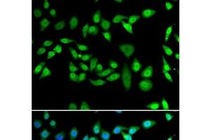 Immunofluorescence (IF) image for anti-DnaJ (Hsp40) Homolog, Subfamily B, Member 6 (DNAJB6) antibody (ABIN7263009)