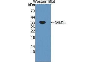 Detection of Recombinant MYO1G, Mouse using Polyclonal Antibody to Myosin IG (MYO1G) (MYO1G 抗体  (AA 754-1018))