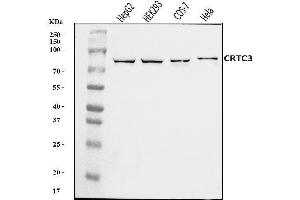 Western blot analysis of CRTC3 using anti-CRTC3 antibody (ABIN7599779).