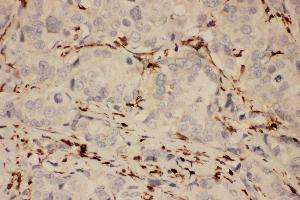 Immunohistochemistry (IHC) image for anti-Prostaglandin-Endoperoxide Synthase 1 (Prostaglandin G/H Synthase and Cyclooxygenase) (PTGS1) (AA 318-599) antibody (ABIN3042528)