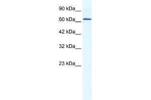 WB Suggested Anti-DDX21 Antibody Titration:  1. (DDX21 抗体  (C-Term))