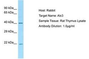 Image no. 1 for anti-ALX Homeobox 3 (ALX3) (AA 51-100) antibody (ABIN6749821) (ALX3 抗体  (AA 51-100))