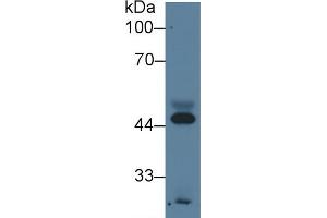 Detection of APOA4 in Human Serum using Monoclonal Antibody to Apolipoprotein A4 (APOA4) (APOA4 抗体  (AA 21-382))