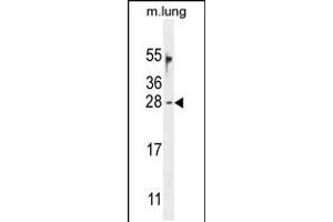 Western blot analysis in mouse lung tissue lysates (35ug/lane). (OAZ2 抗体  (C-Term))