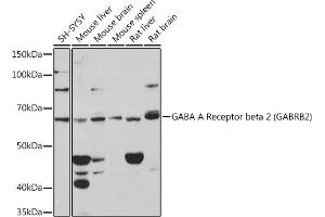 Western blot analysis of extracts of various cell lines, using GABA A Receptor beta 2 (G) (G) Rabbit mAb (ABIN7267342) at 1:1000 dilution. (GABRB2 抗体)