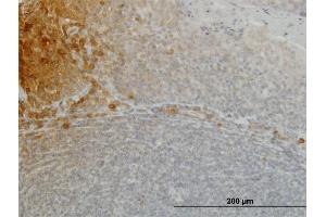 Immunoperoxidase of monoclonal antibody to FGF21 on formalin-fixed paraffin-embedded human tonsil. (FGF21 抗体  (AA 30-209))