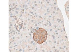 Immunohistochemistry of paraffin-embedded Mouse pancreas using PDP2 Polyclonal Antibody at dilution of 1:100 (40x lens).