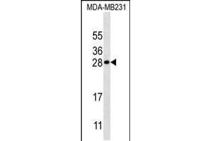 Western blot analysis in MDA-MB231 cell line lysates (35ug/lane). (Kallikrein 7 抗体  (AA 67-97))