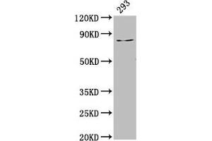 Western Blot Positive WB detected in: 293 whole cell lysate All lanes: LAS1L antibody at 3. (LAS1L 抗体  (AA 490-565))