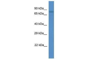 Western Blot showing Scel antibody used at a concentration of 1. (SCEL 抗体  (C-Term))