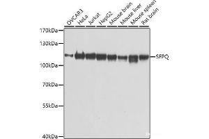 Western blot analysis of extracts of various cell lines using SFPQ Polyclonal Antibody at dilution of 1:1000. (SFPQ 抗体)