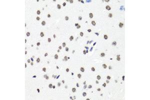 Immunohistochemistry of paraffin-embedded mouse brain using HIST1H2BG antibody. (HIST1H2BG 抗体)