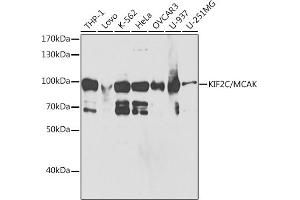 Western blot analysis of extracts of various cell lines, using KIF2C/MCAK antibody (ABIN6128155, ABIN6142869, ABIN6142870 and ABIN6221103) at 1:1000 dilution. (KIF2C 抗体  (AA 1-190))