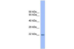 WB Suggested Anti-CD3E Antibody Titration: 0. (CD3 epsilon 抗体  (Middle Region))