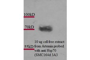 Western Blot analysis of Artemia franciscanna (brine shrimp) cell lysates showing detection of Hsp70 protein using Mouse Anti-Hsp70 Monoclonal Antibody, Clone 3A3 . (HSP70 抗体  (PE))