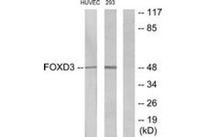 Western blot analysis of extracts from HuvEc/293 cells, using FOXD3 Antibody.