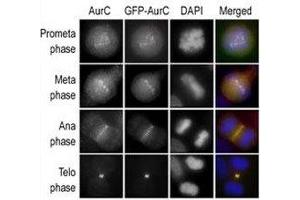 Immunofluorescence staining of HeLa cells expressing GFP-Aurora-C performed at different cellular mitotic stages with the A) Aurora-C antibody, B) GFP fluorescence, C) DAPI nuclear staining, and D) anti-Aurora C merged to DAPI staining. (Aurora Kinase C 抗体  (AA 3-38))