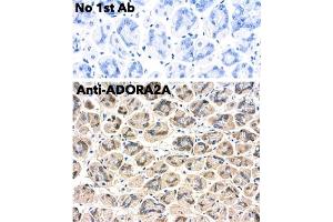 Immunohistochemistry (IHC) image for anti-Adenosine A2a Receptor (ADORA2A) (C-Term) antibody (ABIN7272985) (Adenosine A2a Receptor 抗体  (C-Term))