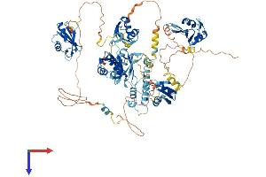 RBM19 Protein (AA 1-960) (His tag)