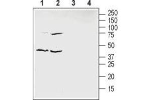 Western blot analysis of mouse enriched brain membranes (lanes 1 and 3) and human HT-29 colon adenocarcinoma cells lysate (lanes 2 and 4): - 1,2. (Ephrin B1 抗体  (Extracellular Domain))