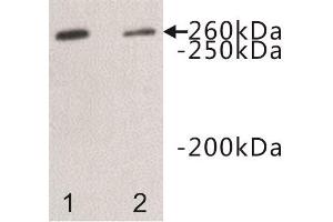 Western Blotting (WB) image for anti-Dopey Family Member 2 (DOPEY2) antibody (ABIN1854968) (DOPEY2 抗体)