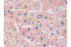 Immunohistochemistry (IHC) image for anti-Cytochrome P450, Family 1, Subfamily A, Polypeptide 2 (CYP1A2) (AA 2-231) antibody (ABIN1176083)