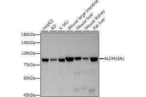 Western blot analysis of extracts of various cell lines, using (ABIN7265537) at 1:500 dilution. (ALDH16A1 抗体)