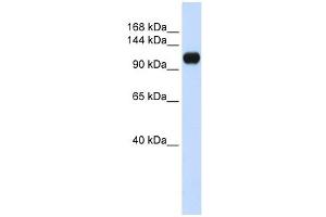 KIAA0692 antibody used at 1 ug/ml to detect target protein. (ANKLE2 抗体  (Middle Region))