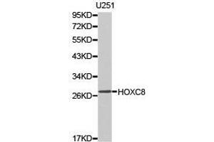 Western Blotting (WB) image for anti-Homeobox C8 (HOXC8) antibody (ABIN1873076) (HOXC8 抗体)