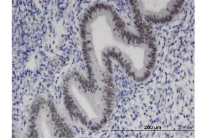 Immunoperoxidase of monoclonal antibody to ZNF24 on formalin-fixed paraffin-embedded human endometrium. (ZNF24 抗体  (AA 1-368))
