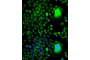 Immunofluorescence analysis of A-549 cells using TAF5 Polyclonal Antibody (TAF5 抗体)