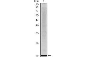 Western Blotting (WB) image for anti-Interleukin 8 (IL8) antibody (ABIN1844064) (IL-8 抗体)