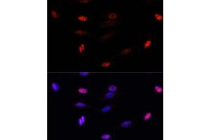 Immunofluorescence analysis of U-2 OS cells using SUMO3 antibody (ABIN7270371) at dilution of 1:100. (SUMO3 抗体  (AA 1-92))