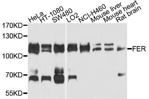 Western blot analysis of extracts of various cell lines, using FER antibody. (FER 抗体)