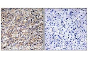 Immunohistochemistry (IHC) image for anti-COX17 Cytochrome C Oxidase Assembly Protein 17 (COX17) (N-Term) antibody (ABIN1850318) (COX17 抗体  (N-Term))