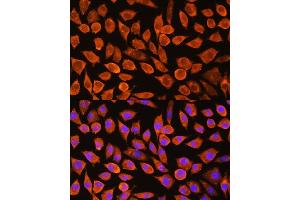 Immunofluorescence analysis of L929 cells using PDXP Rabbit pAb (ABIN7269758) at dilution of 1:100. (PDXP 抗体  (C-Term))