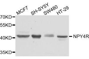 Western blot analysis of extract of various cells, using NPY4R antibody. (NPY4R 抗体)