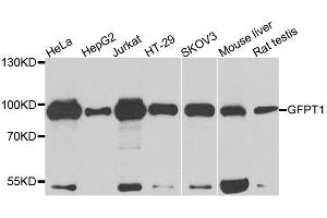 Western blot analysis of extracts of various cell lines, using GFPT1 antibody. (GFPT1 抗体  (AA 1-150))
