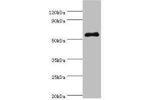 Western blot All lanes: SEMG1 antibody at 4 μg/mL + Mouse gonad tissue Secondary Goat polyclonal to rabbit IgG at 1/10000 dilution Predicted band size: 53, 46 kDa Observed band size: 53 kDa (SEMG1 抗体  (AA 24-310))