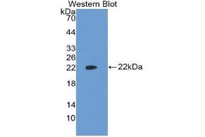 Western Blotting (WB) image for anti-Vascular Endothelial Growth Factor A (VEGFA) (AA 27-190) antibody (ABIN1860928) (VEGFA 抗体  (AA 27-190))