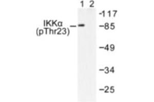 Image no. 1 for anti-conserved Helix-Loop-Helix Ubiquitous Kinase (CHUK) (pThr23) antibody (ABIN318047) (IKK alpha 抗体  (pThr23))