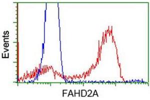 HEK293T cells transfected with either RC211128 overexpress plasmid (Red) or empty vector control plasmid (Blue) were immunostained by anti-FAHD2A antibody (ABIN2453023), and then analyzed by flow cytometry. (FAHD2A 抗体)